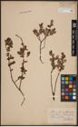 Foto von Salix aurita L. x Salix myrtilloides L.